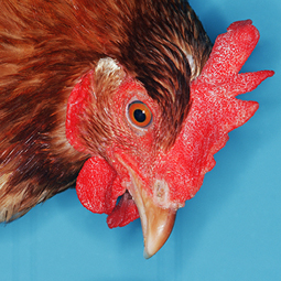 McGraw-Hill Brochures